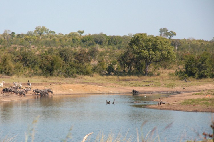 buffalo, impala, wildebeest, zebra.jpg