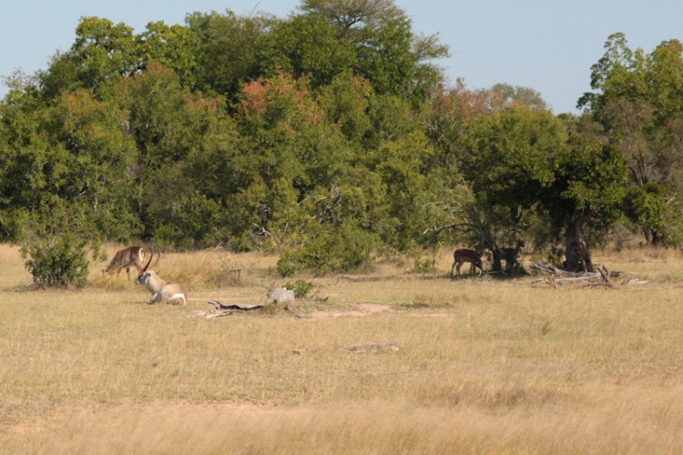 impala, waterbuck s1.jpg