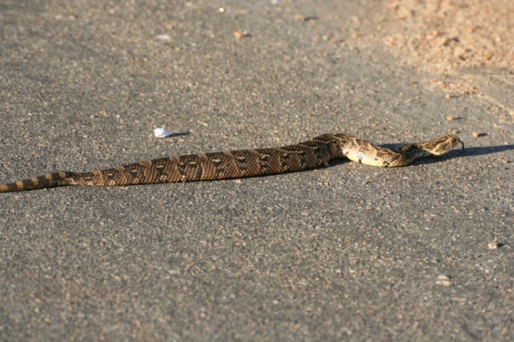 puff adder.jpg