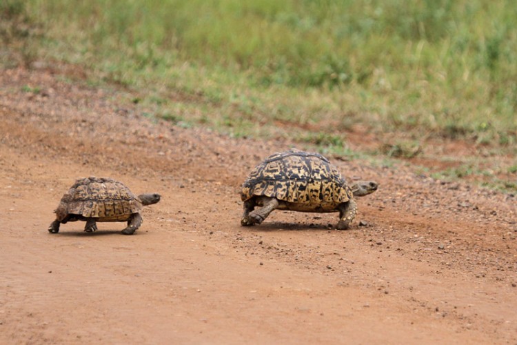 leopard tortoise.jpg