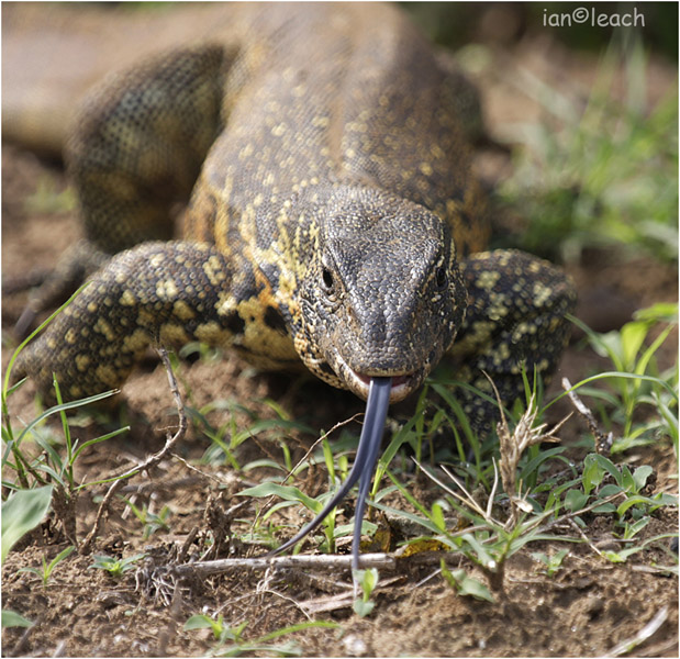 water monitor.jpg