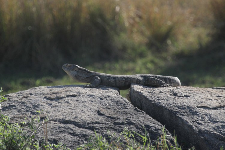 rock monitor.jpg