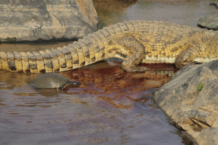 terrapin and crocodile.jpg