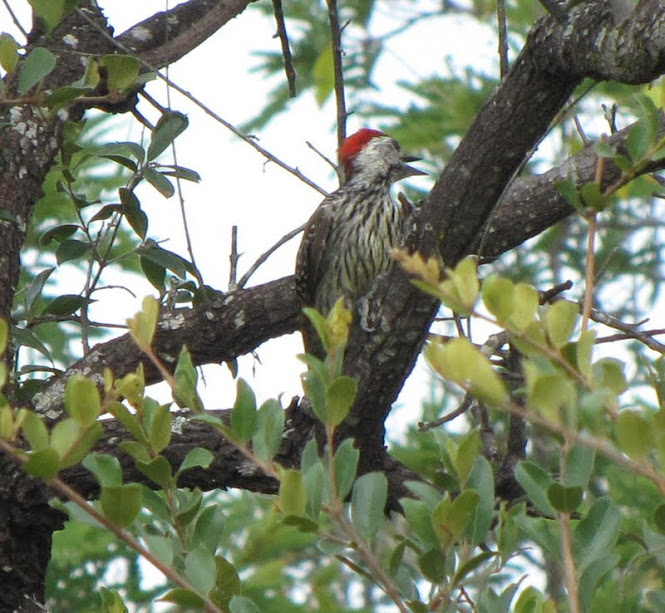 Cardinal Woodpecker.JPG