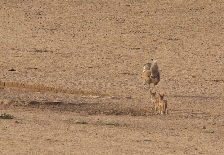 Jackal + Kori Bustard