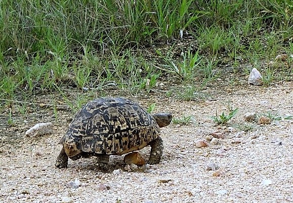 Leopard Tortoise.JPG