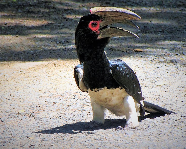 Trumpeter Hornbill.JPG