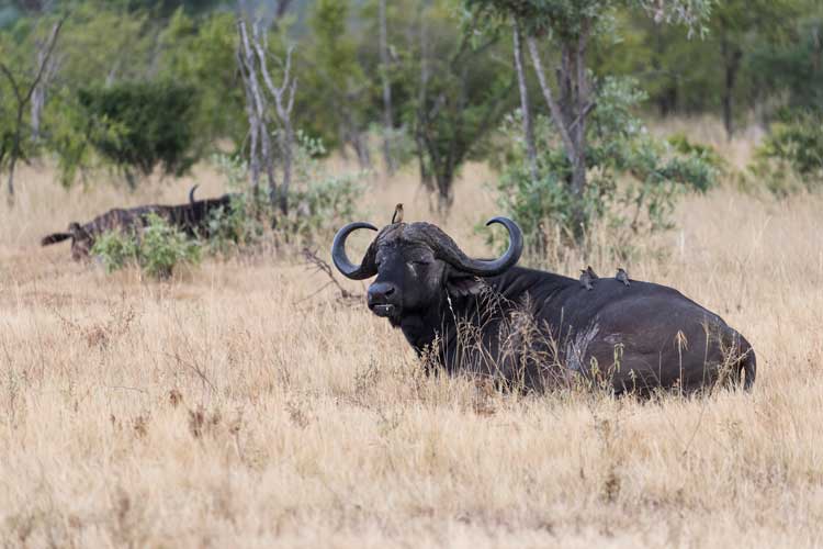 Buffalo H3.jpg