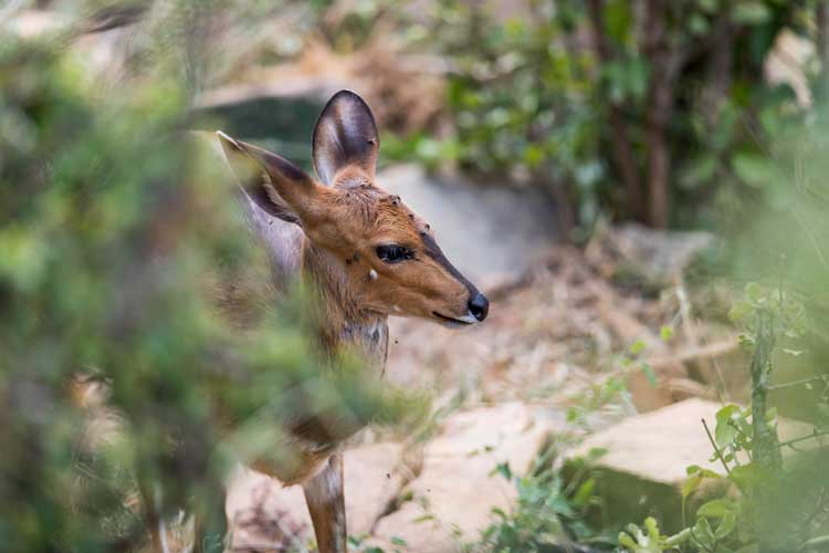 Bushbuck Croc Riv.jpg