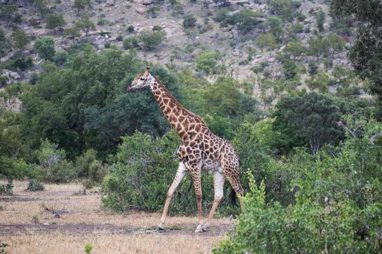Giraffe Majutla.jpg