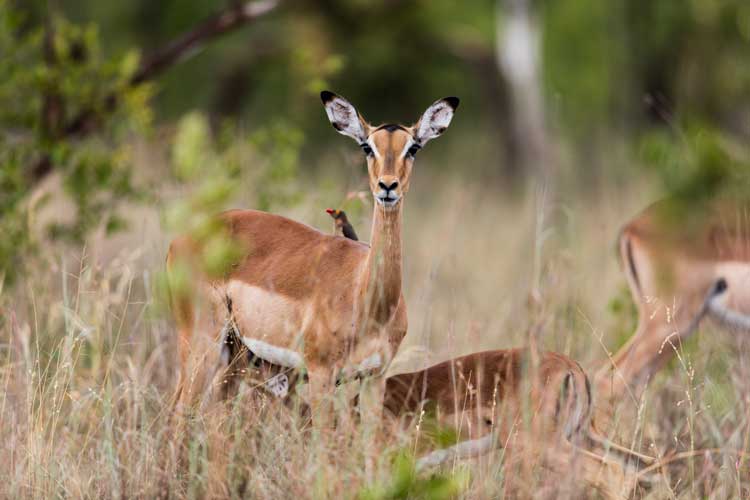 Impala Mlambane.jpg