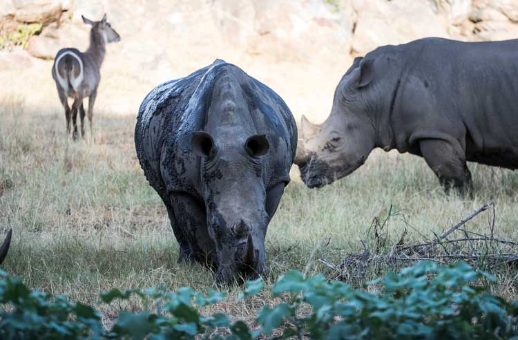 Rhino & Waterbuck BND.jpg