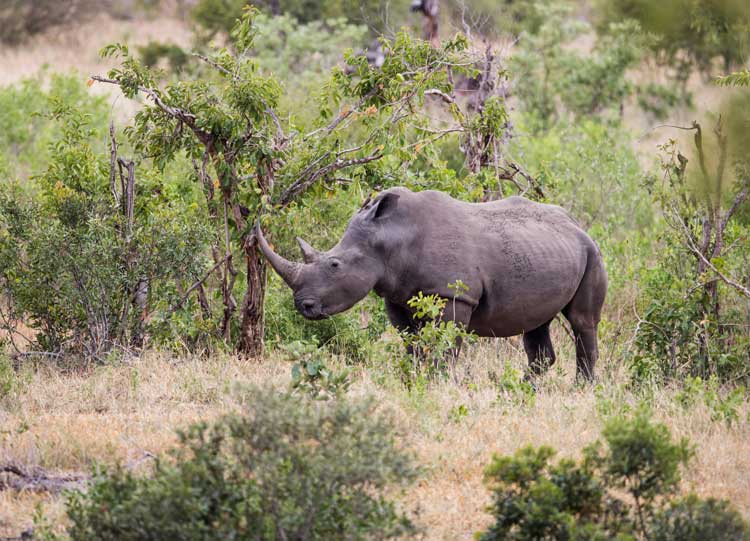 Rhino Mlambane.jpg