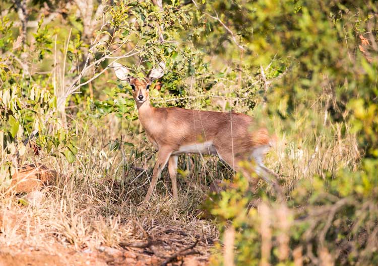 Steenbok S110.jpg