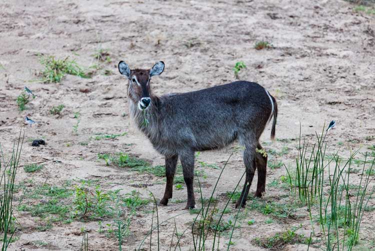 Waterbuck CR.jpg