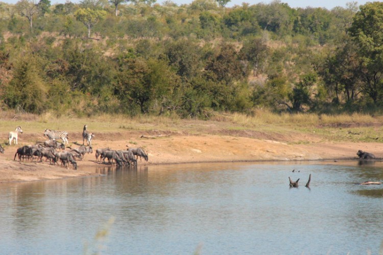 buffalo, wildebeest, zebra.jpg