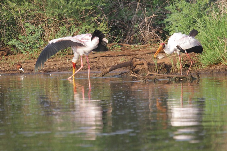 african jacana and yellow billed stork.jpg
