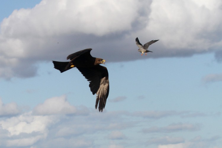 amur falcon and yellow-billed kite.jpg