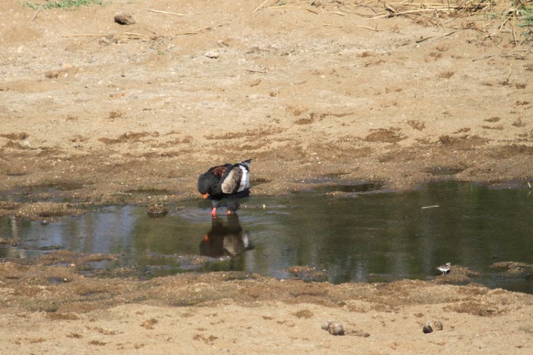 bateleur and three-banded plover.jpg