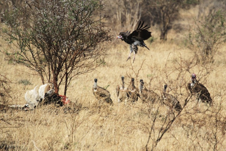 common ostrich lappet faced vulture white headed vulture withe backed vulture.jpg