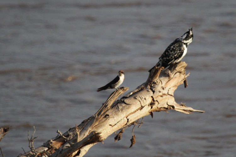 pied kingfisher and wire-tailed swallow.jpg