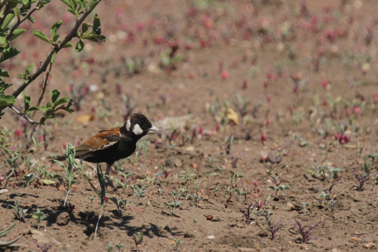 chestnut-backed sparrowlark.jpg