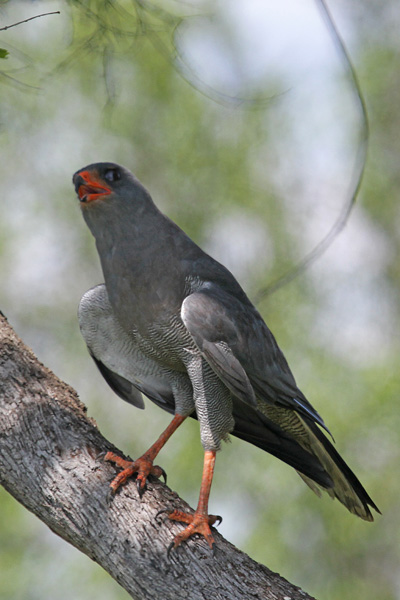 dark chanting goshawk.jpg