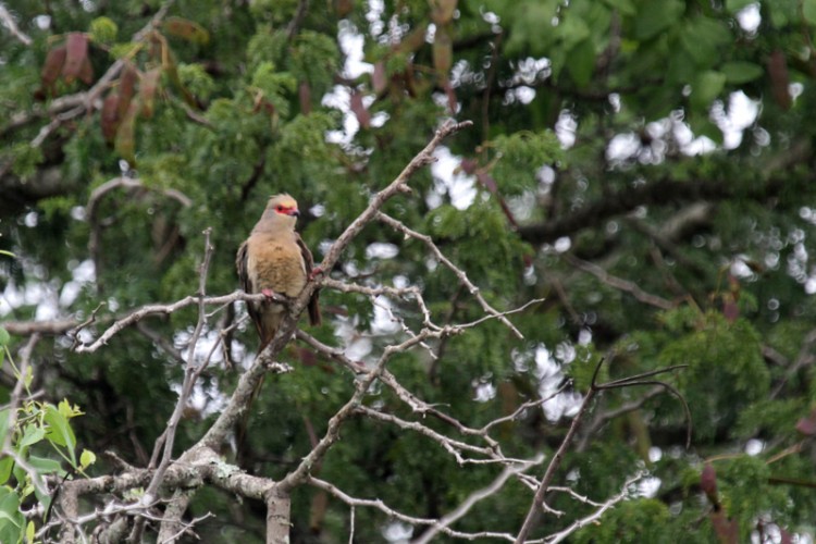 red-faced mousebird.jpg