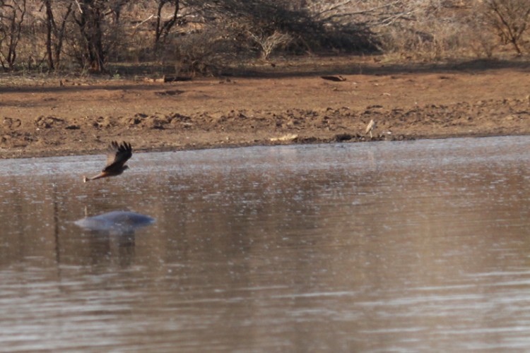 yellow billed kite water thick-knee.jpg