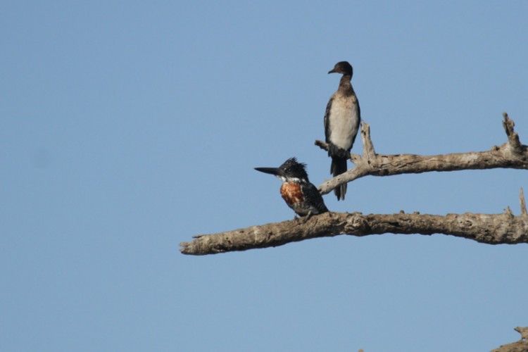 giant kingfisher reed cormorant.jpg