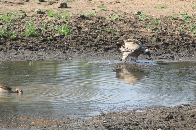 egyptian goose and white-backed vulture.jpg