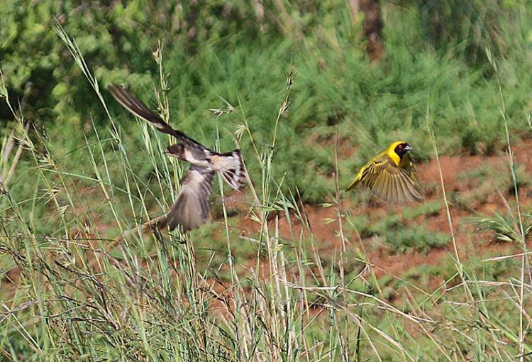 barn swallow and southern masked weaver.jpg