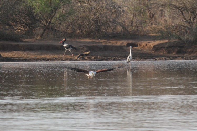 african fish eagle grey heron saddle-billed stork.jpg