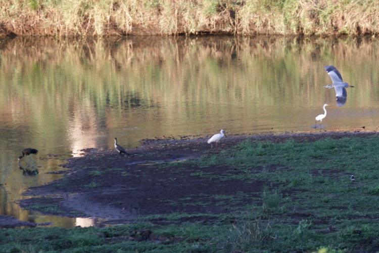 african openbill, african spoonbill, blacksmith lapwing, great egret, grey heron, reed cormorant.jpg