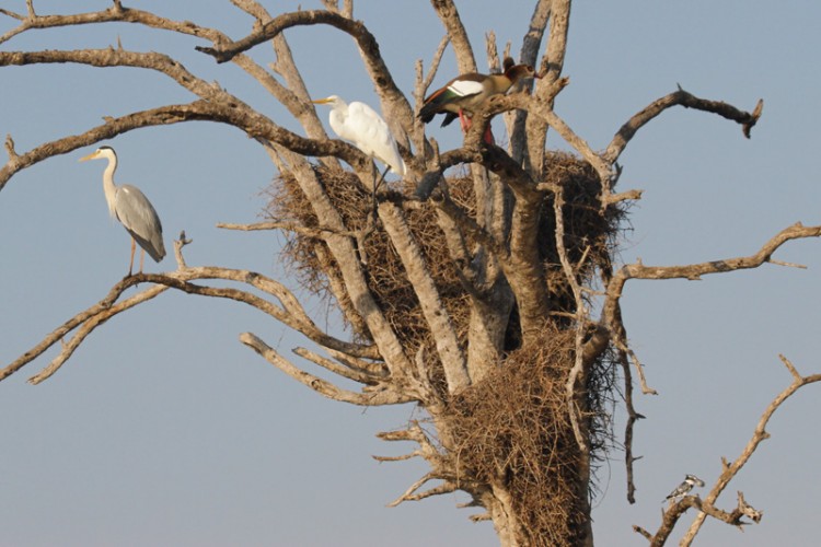 egyptian goose great egret grey heron pied kingfisher.jpg