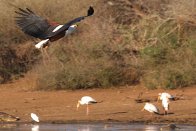 african fish eagle  little egret yellow billed stork.jpg