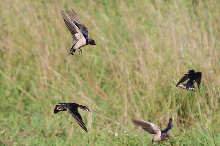 barn swallow.jpg