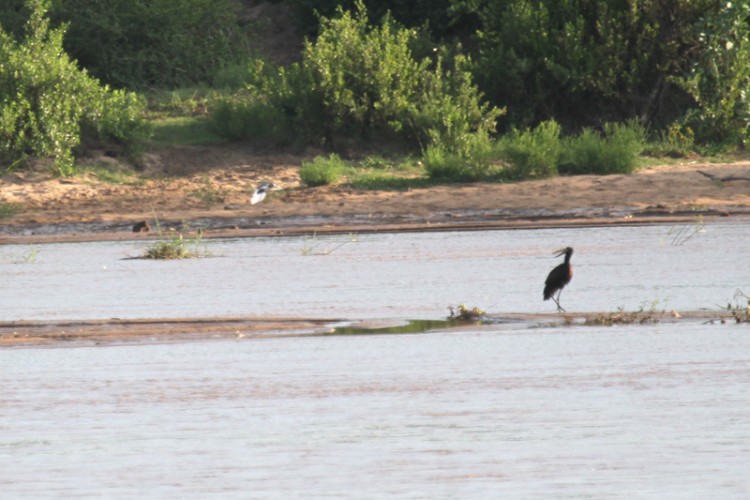 african openbill and white-crowned lapwing.jpg