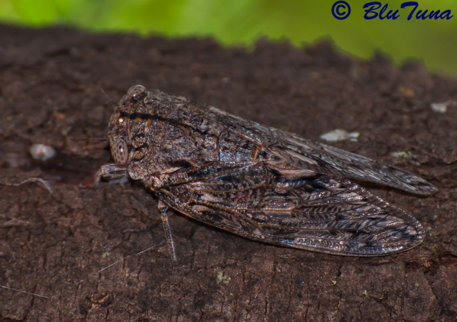 Cercopidae spittle-bugs (Hemiptera, Cicadomorpha) of Madagascar: a