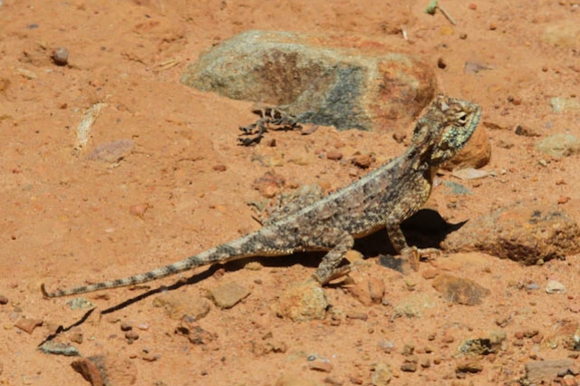 south african reptiles