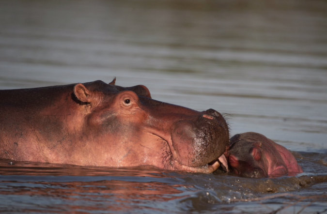 Hippopotamus Page 12 Africa Wild