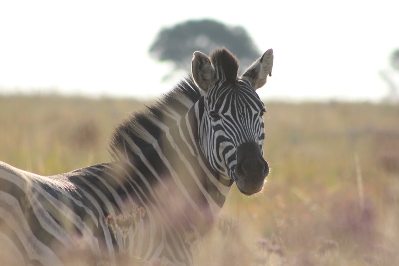 zebra gamer bteathe of the wild playall