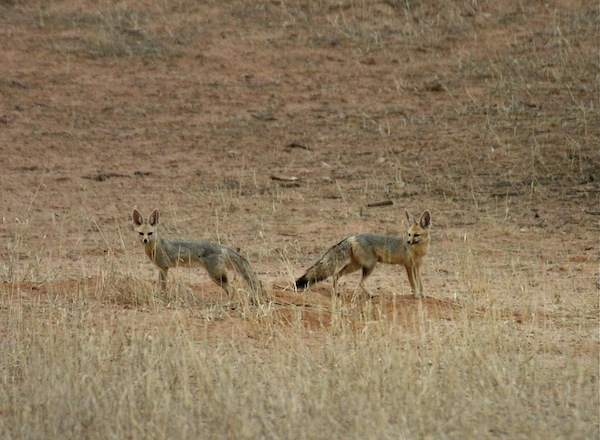 Cape Fox - Africa Wild