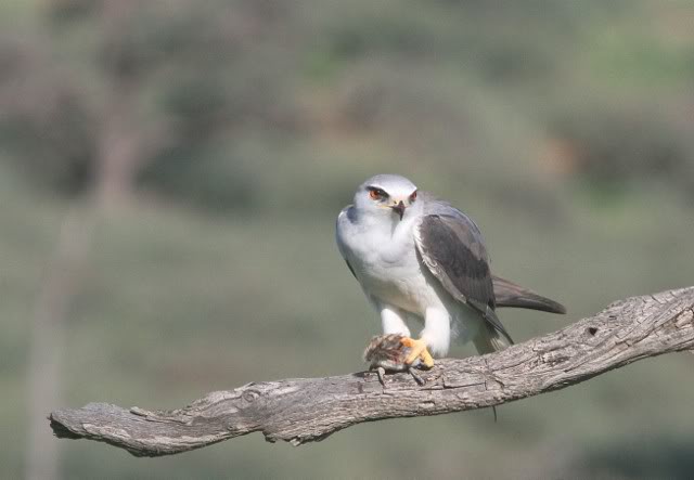 Birds of Prey, Southern Africa