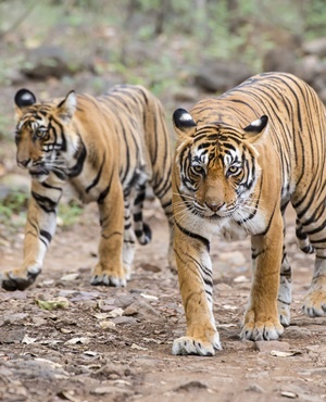 Bengal Tigers bounce back rapidly in Nepal