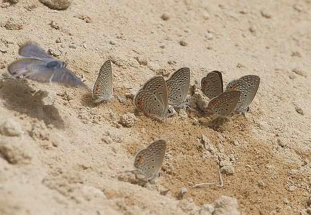 Africa Wild Insect Book Butterflies (Lepidoptera) Page