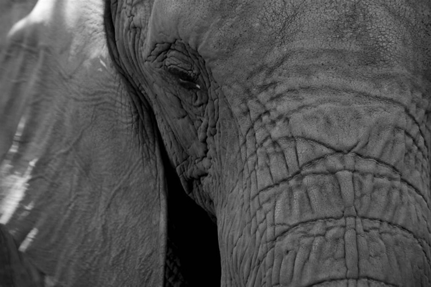 African Elephant - Page 36 - Africa Wild