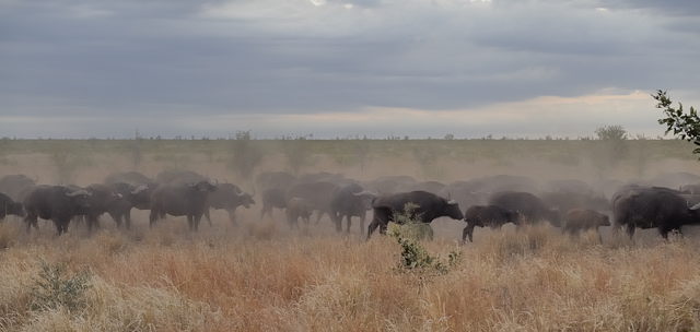 African Buffalo - Page 3 - Africa Wild