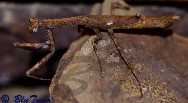 african ghost mantis