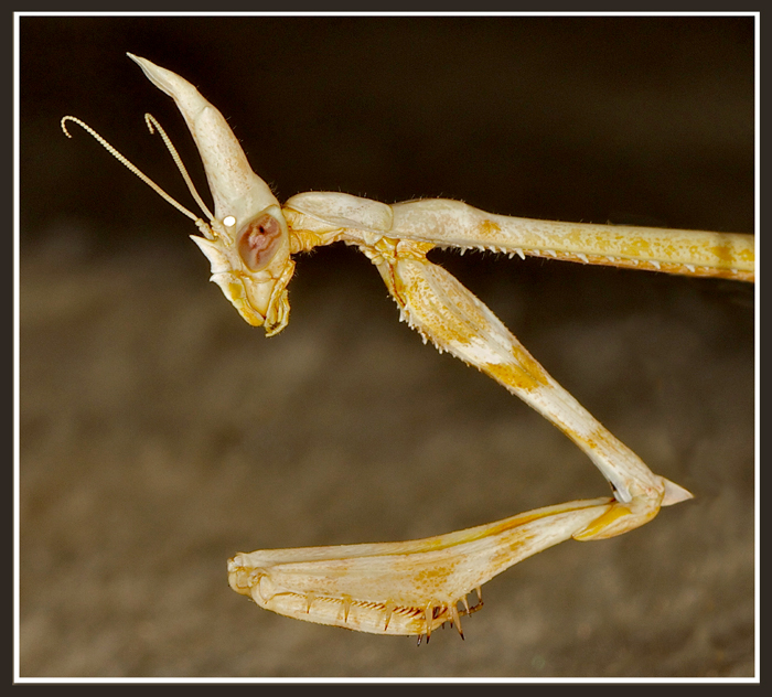 african ghost mantis